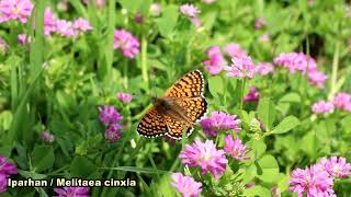 İparhan / Glanville Fritillary / Melitaea cinxia