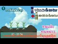 อะมิโนโกลด์ 4treeโฟร์ทรี การฉีดพ่นกับนาข้าว เกษตรอินทรีย์ลดต้นทุนเพิ่มผลผลิต