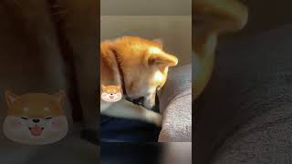 Funniest Animals 分享给有趣的朋友叭 / Fun with Cats and Dogs 2023 #lovely #petstagram #萌宠