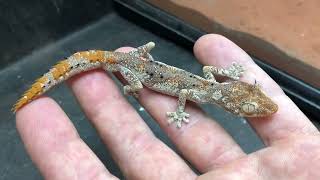 Northern Spiny-Tailed Gecko (Strophurus ciliaris) captive husbandry.