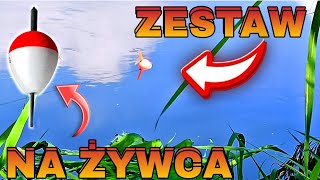 Jak zrobić zestaw na ŻYWCA? ŁOWIE SZCZUPAKI na żywca. Dzika rzeka  #fishing