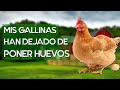 ¿Por qué mis gallinas han dejado de poner huevos? 🐔