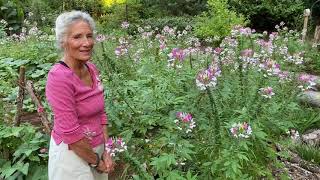 Cleome, cleome, cleome, a fabulous meadow!