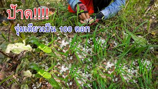 ป้าด!! จุ่มเดียวเป็น 100 ดอก ขาวเต็มพื้นป่า