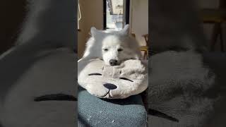 Day in the life of a Japanese Spitz: napping 編#japanesespitz #sleepydog #日本スピッツ