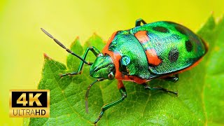 Beautiful Insect 4K Scenic Video - Nature Music