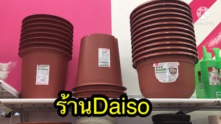 ร้านขายต้นกุหลาบแต่ได้กระถาง/กิ่งเล็กมาก 2021//04/13