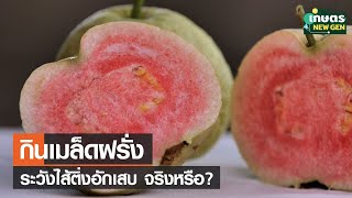 กินเมล็ดฝรั่ง ระวังไส้ติ่งอักเสบ จริงหรือ ? | เกษตรนิวเจน