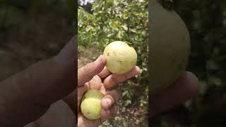 تاے کے امرود چوری کرکے کھاے                                          Tay k amrood chori kr k khay
