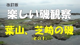 葉山芝崎の磯観察入門