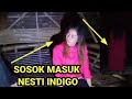 🔴DIARY MISTERI NESTI INDIGO