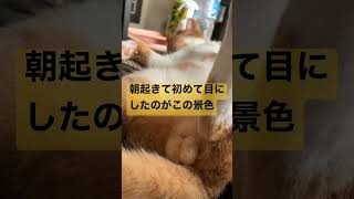 朝起きたら目の前に信じられない光景が広がっていた【 子猫 猫 】