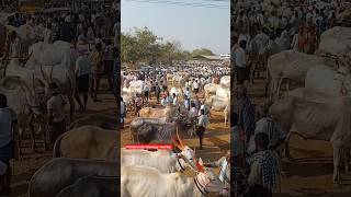 The biggest Pattikonda bull's market video's