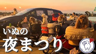 愛犬と楽しめるお祭り‼︎「いぬの夜まつり」に行ったらたくさんのワンちゃんに癒された…