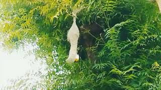 Weaver's bird 🐦  (सुगरण पक्षी)nest making