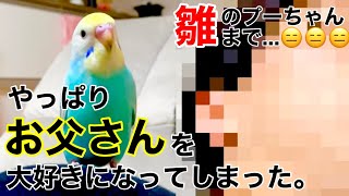 うちに来たインコは必ずお父さんを大好きになってしまうらしい【ベタ慣れセキセイインコ】生後2ヶ月 雛 生後6ヶ月 レインボー アルビノ ピー助 プーちゃん Budgerigar Love Bird