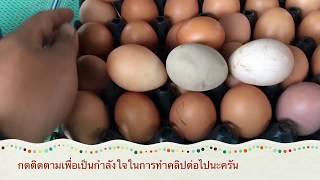 ไก่ไข่อารมณ์ดี เก็บไข่ยามเย็นlวิมานดินฟาร์ม