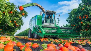 How Oranges Are Harvested In Big Farms In California | Farming Documentary