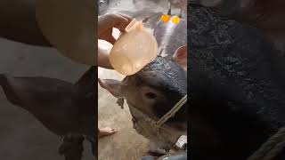 మా కిట్టు బాబు cow#shortvideo #song super