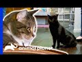 Keeping These Two Cats From Fighting Won't Be Easy | My Cat From Hell