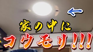 夜中2時の訪問者！コウモリと戦う!!!【黒柴小梅】