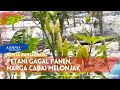 Petani Gagal Panen, Harga Cabai di Banjarbaru Melonjak