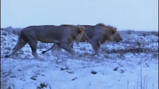 Age of Big Cats [2018] - Cave Lion Screen Time