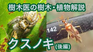 クスノキの病気・虫害（後編・中級編）