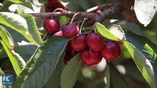 Chartered flights carry Chilean cherries to Chinese consumers