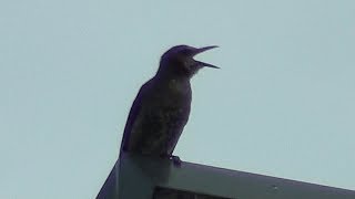 ヒヨドリの早朝の鳴き声　Brown-eared Bulbul