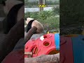 渝爱抓不到小鸟生胖气，到处搞破坏 panda pandafushun animals adorablepanda cute cutepanda pandalove pandalife