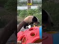 渝爱抓不到小鸟生胖气，到处搞破坏 panda pandafushun animals adorablepanda cute cutepanda pandalove pandalife