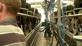 Milking Process -- Larger parlour, 24 units, 2 persons milking