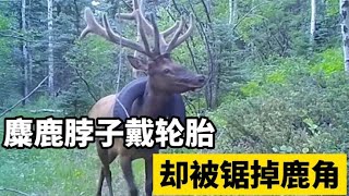 麋鹿脖子悬挂轮胎，被同伴当成异类，为救麋鹿救援人员割掉鹿角