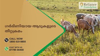 ഗർഭിണിയായ ആടുകളുടെ തീറ്റ ക്രമം | Feed Management For Pregnant Goat