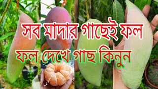 থাই ভ্যারাইটির সব মাদার গাছেই ফলে পরি পূর্ন এই নার্সারী তে। ফল দেখে জাত  নির্বাচন করুন।