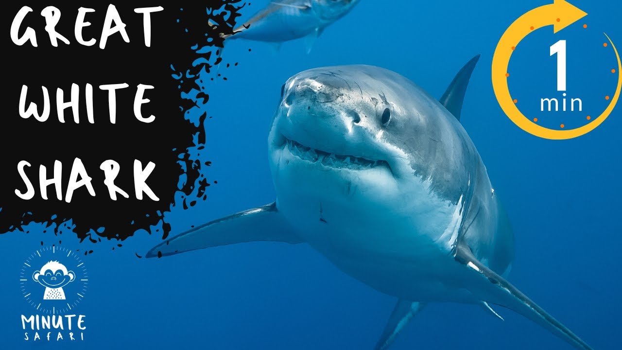 Great White Shark Youtube