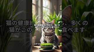 猫に人気の猫草Top4 #shorts