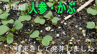 花壇畑に人参とかぶの種まきをして発芽しました