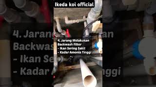 Kesalahan yang sering dilakukan penghobi ikan koi