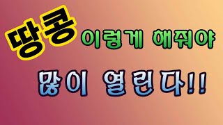 [텃밭농부.711]  땅콩 이렇게 해주면 많이 열린다! #땅콩재배