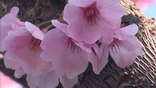 H31年　近所の陽光桜