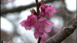 本部町の八重岳ヒカンザクラ（１月７日撮影）