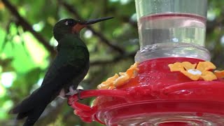 Green-crowned Brilliant, Birds of Costa Rica