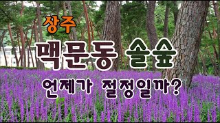 [여행을 떠나요]상주 맥문동 솔숲, 절정은 언제일까