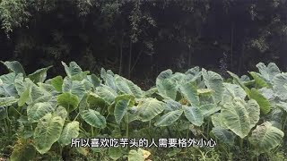 芋头的“死对头”，两者不能同食，吃了就是没病找病