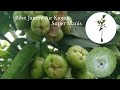 Bibit Jambu Kiojok Super Manis