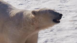 Polar Bears and more | Assiniboine Park