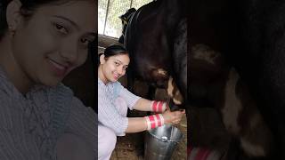 cow milking #shorts