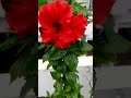 Beauty of First Hibiscus Flower in the Rainy Season in my Terrace Garden|ELVPrasad Vlogs